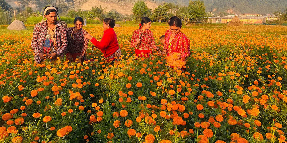 बन्दीपुरमा चालिस रोपनी क्षेत्रफलमा ‘सयपत्री खेती’